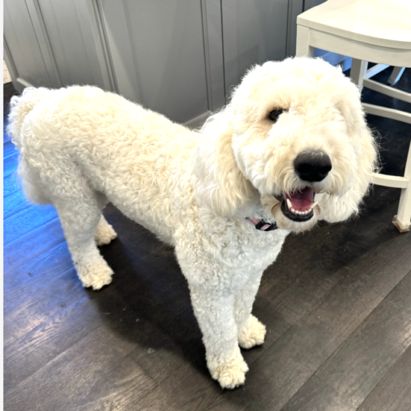 Roise, a 1 yr old english golden doodle standing on a wooden floor. She's available for adoption at Gimme Shelter Animal Rescue in Sagaponack, NY